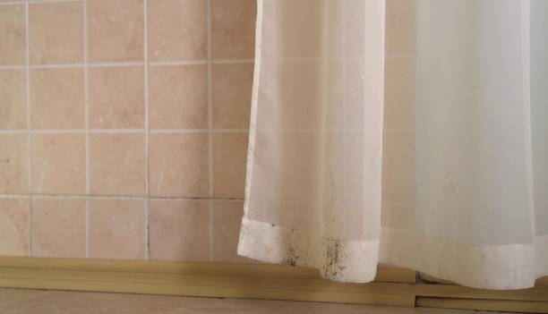  Wheaton, MN Mold Removal Pros