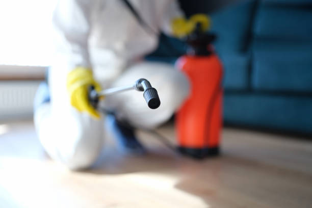 Trusted Wheaton, MN Mold Removal Experts