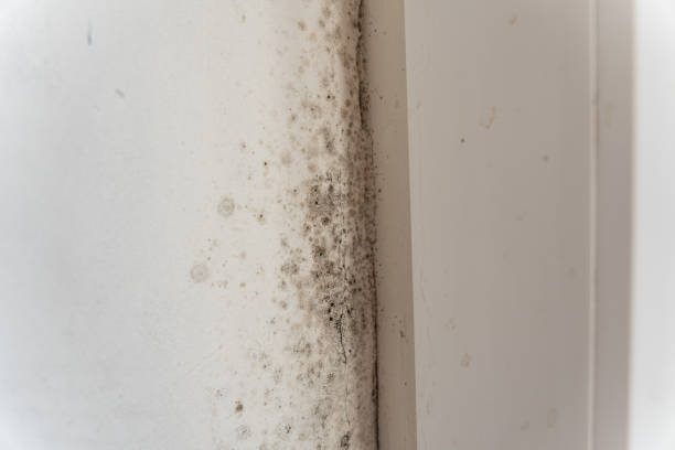 Best Black Mold Removal  in Wheaton, MN