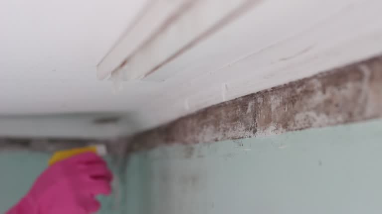 Environmental Consulting for Mold Prevention in Wheaton, MN