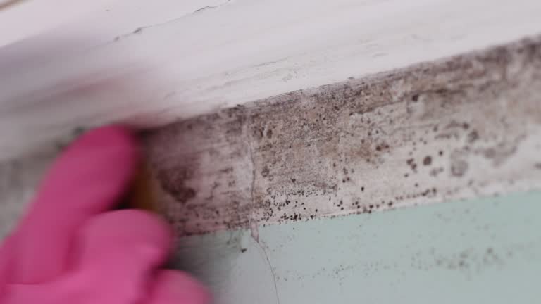 Best Real Estate Mold Inspection  in Wheaton, MN